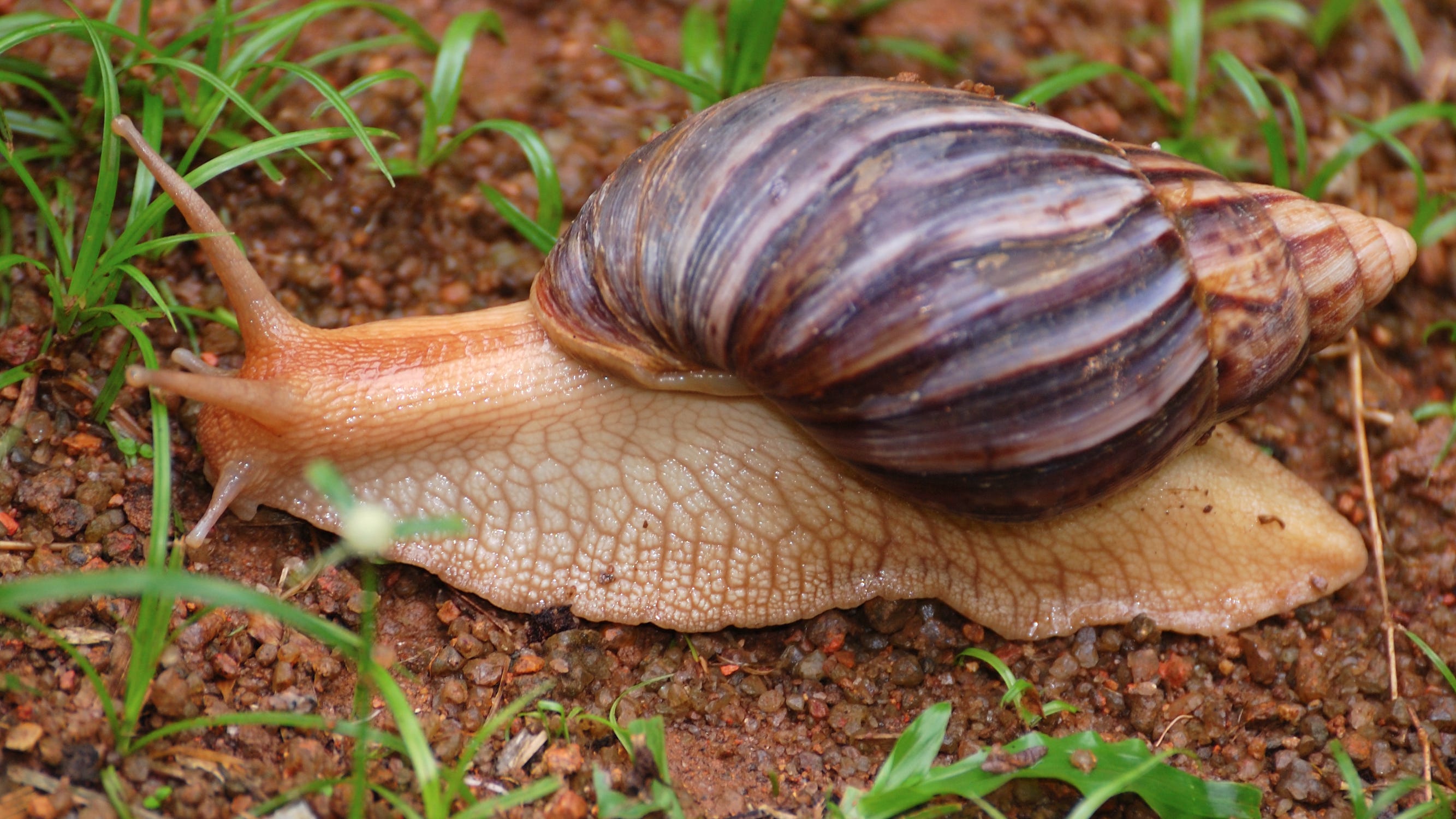 Giant snails invade Florida