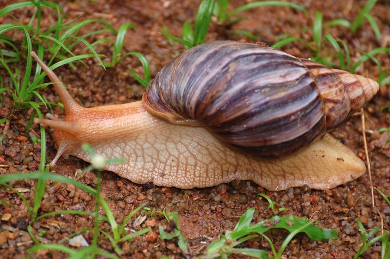 Giant African Land Snail. 
