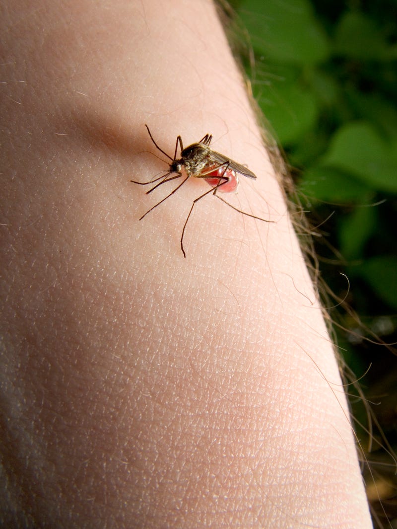 Blood-sucking mosquito stock image. 