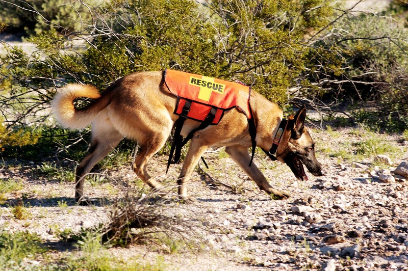 Search and rescue dog.