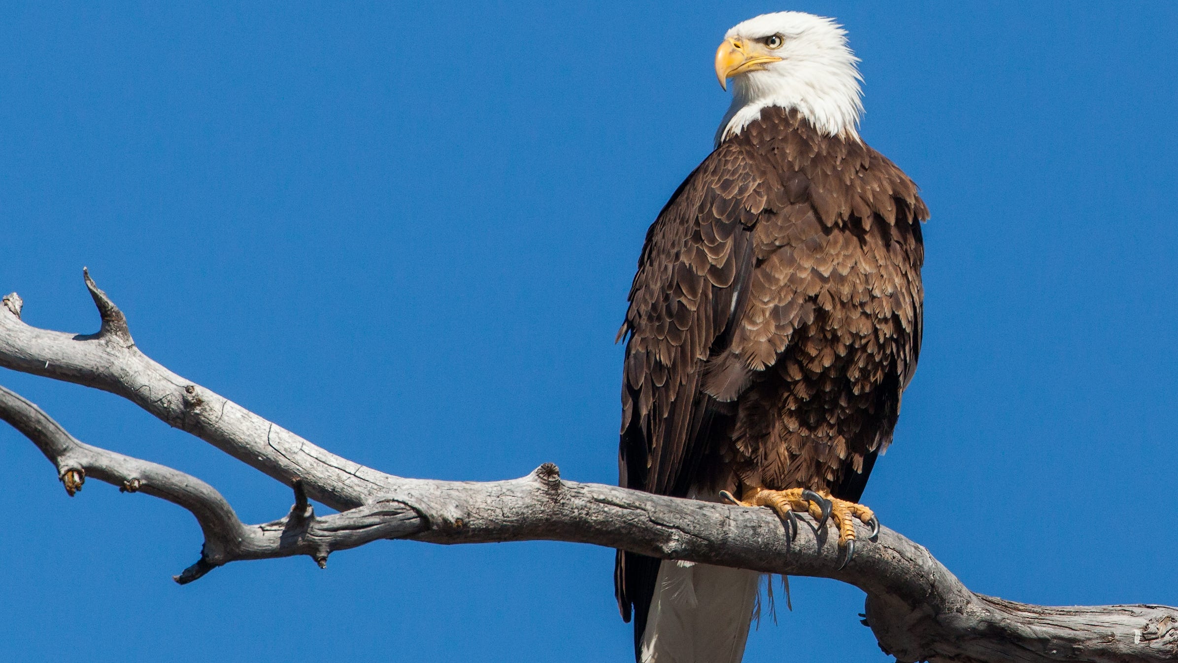 3 bald eagles die, 10 sickened by eating euthanized animals