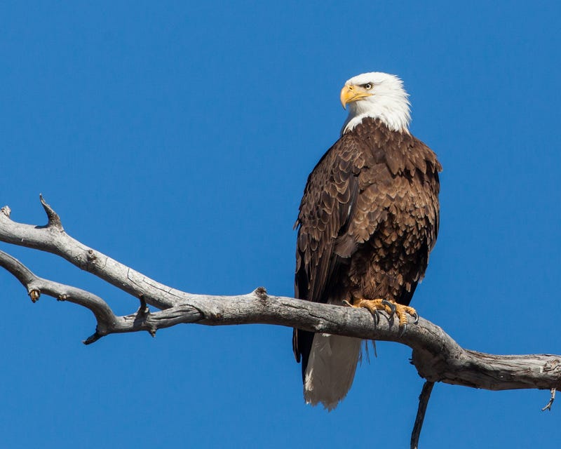 bald eagle