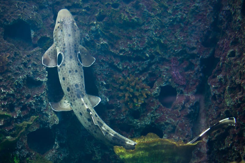 An epaulette shark swimming in a coral reef. 