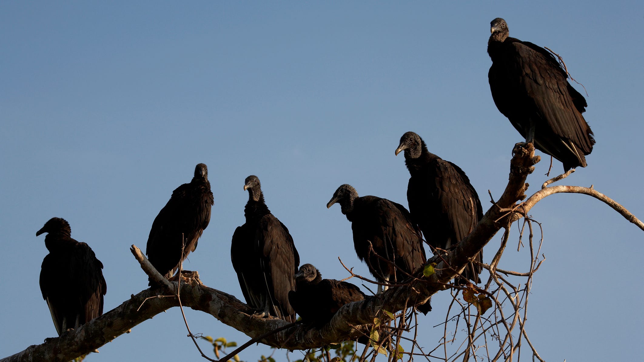 SHOCKING FIND: 100+ dead vultures found on NJ trail following bird flu outbreak