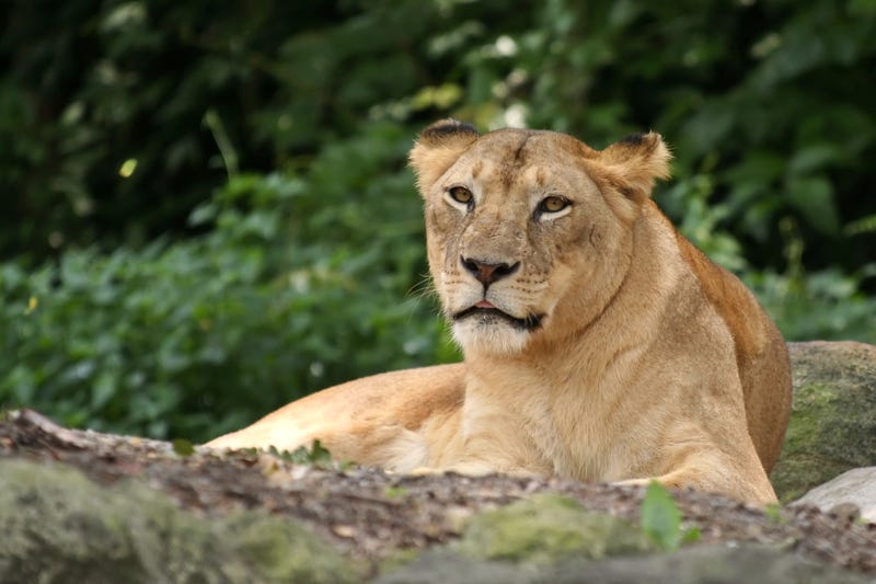 Female lion