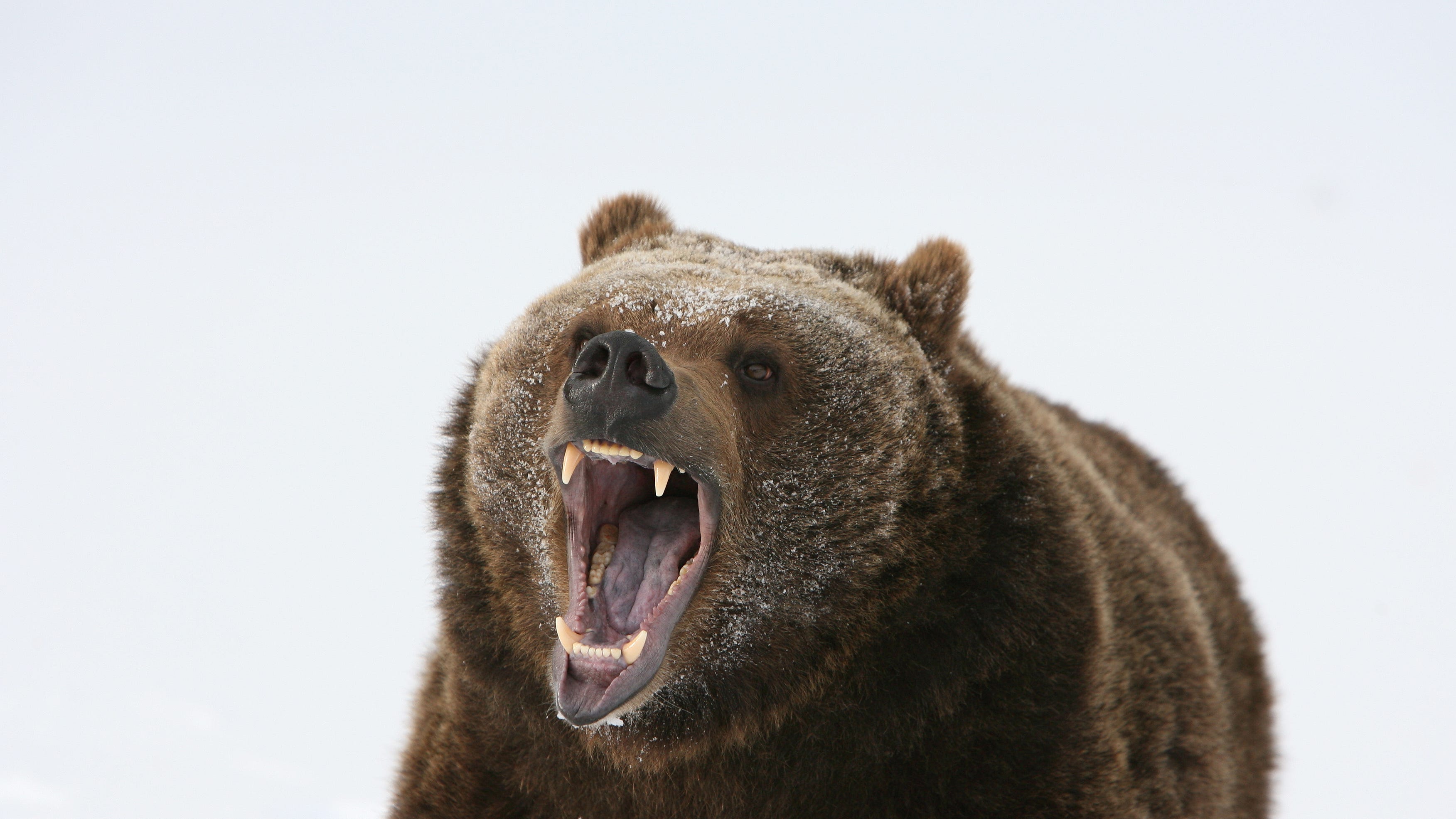 Strap yourselves in, they're making a movie about the Cocaine Bear