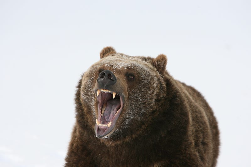 A bear growls in the snow.