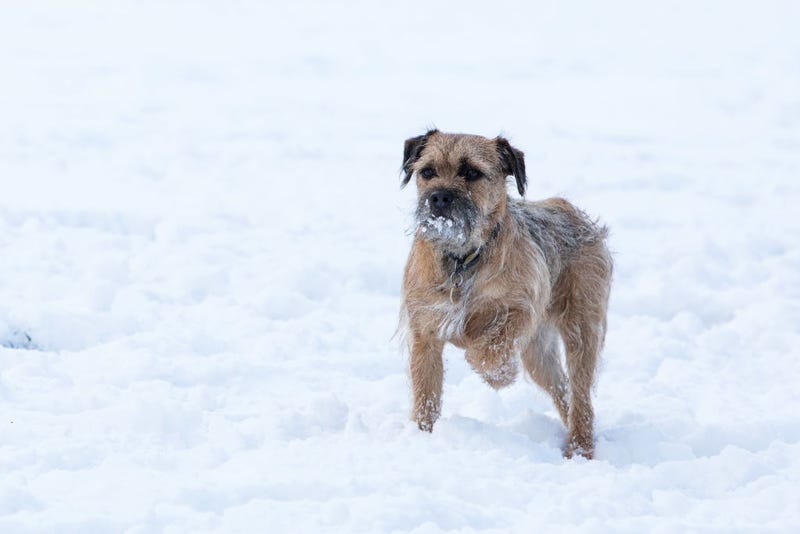 Dog playing in the snow