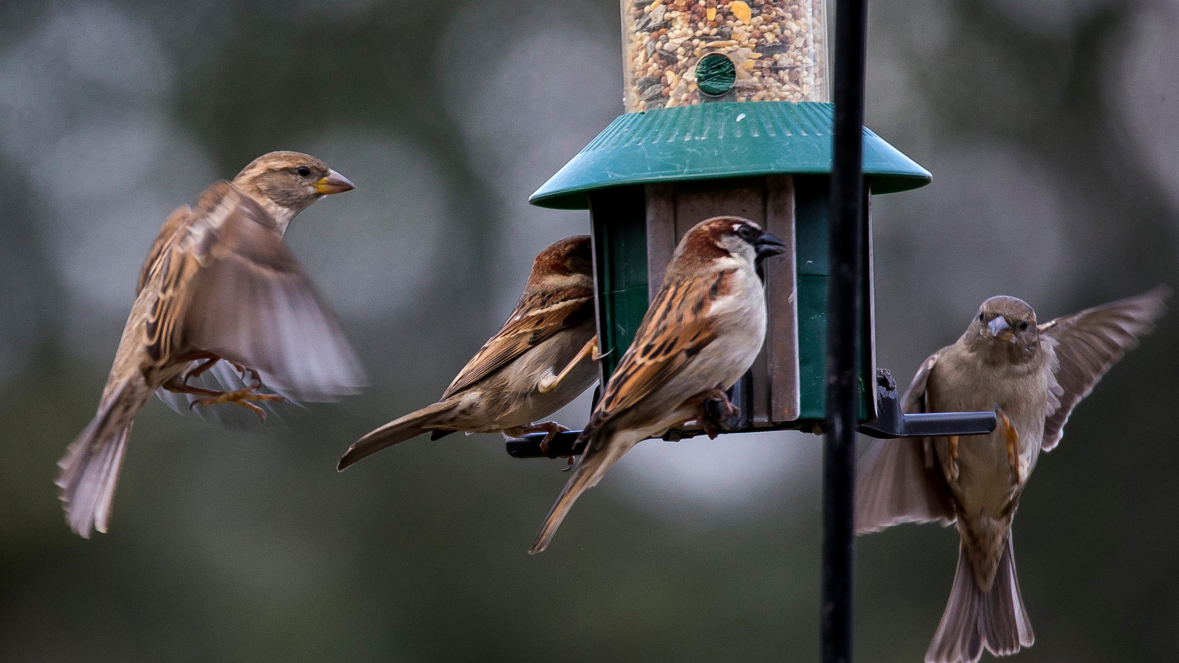Feeding your backyard birds, a potential felony in Michigan