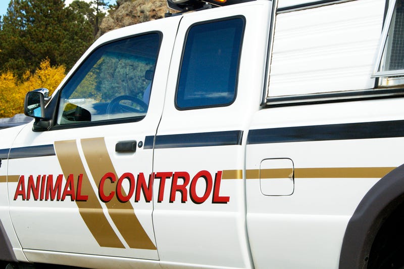 Animal control vehicle