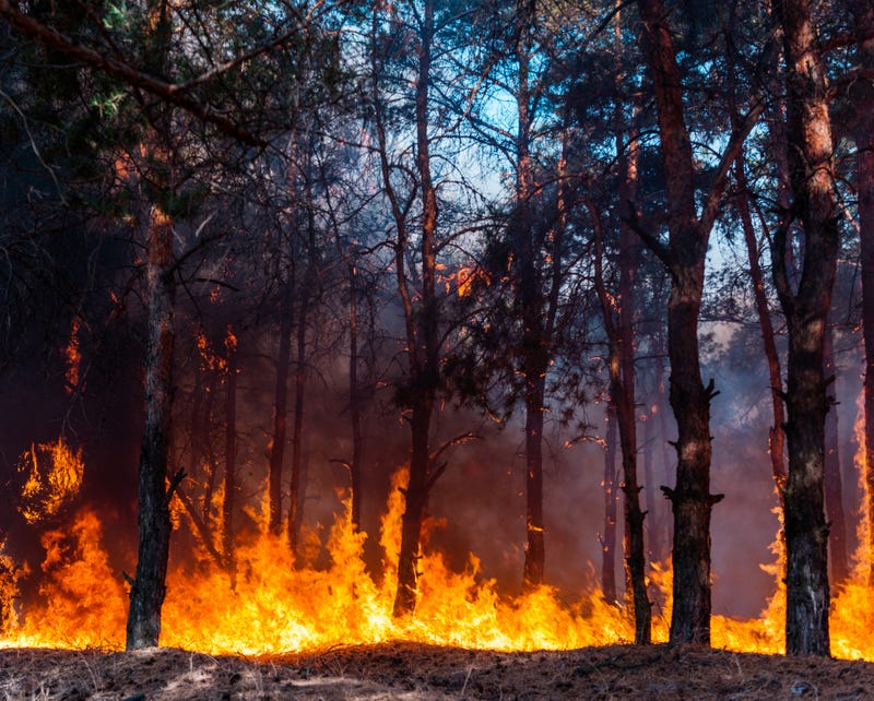 Wildfire