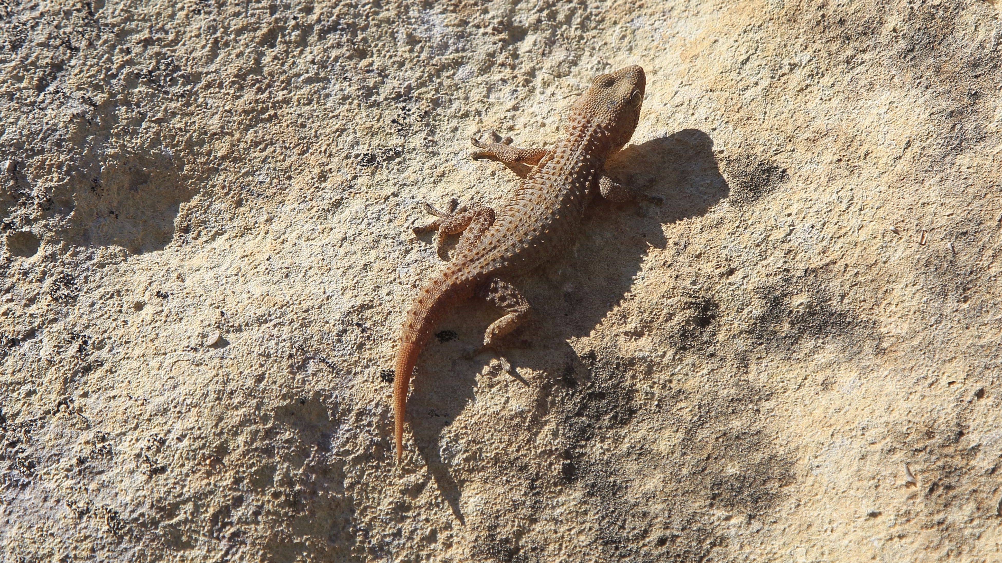 Lizards that invaded Philly region years ago seem likely to stick around