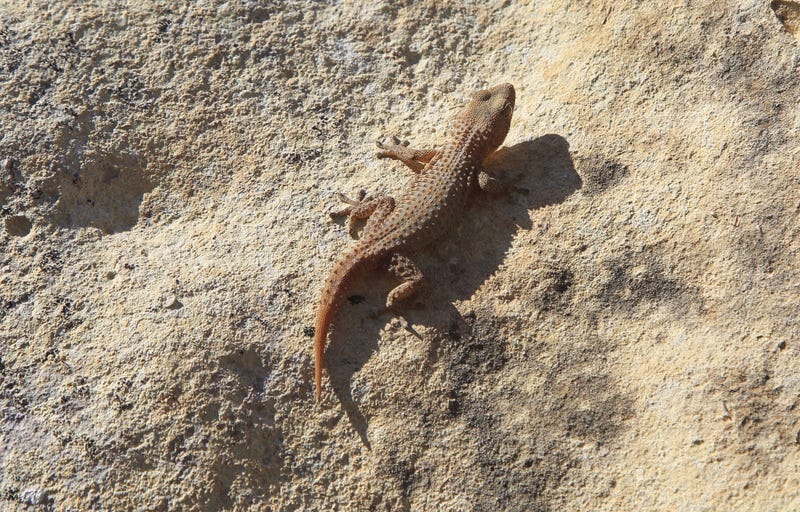 Mediterranean house gecko, Hemidactylus turcicu.