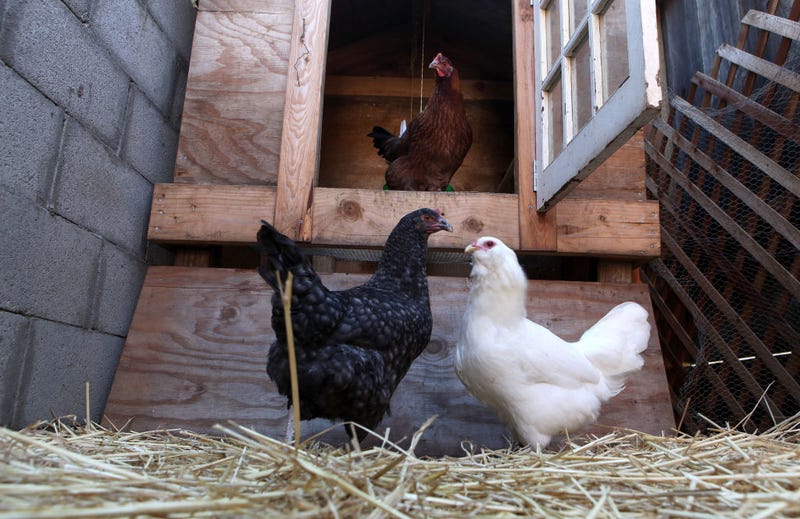 Chickens sit in their house in Heidi Kooy's yard which she calls the "Itty Bitty Farm in the City" November 16, 2009 in San Francisco, California.