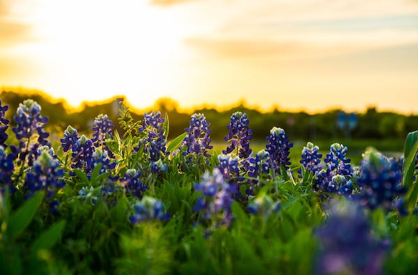 Bluebonnets against a sunset in Austin, Texas