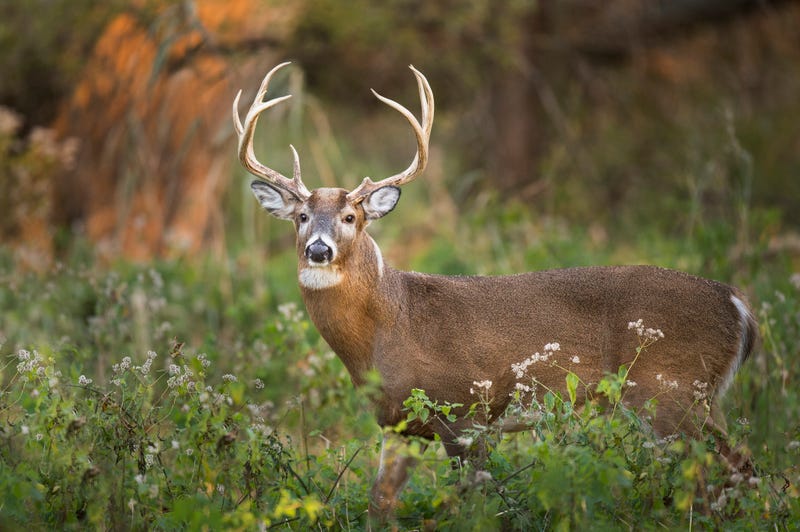 White tailed buck