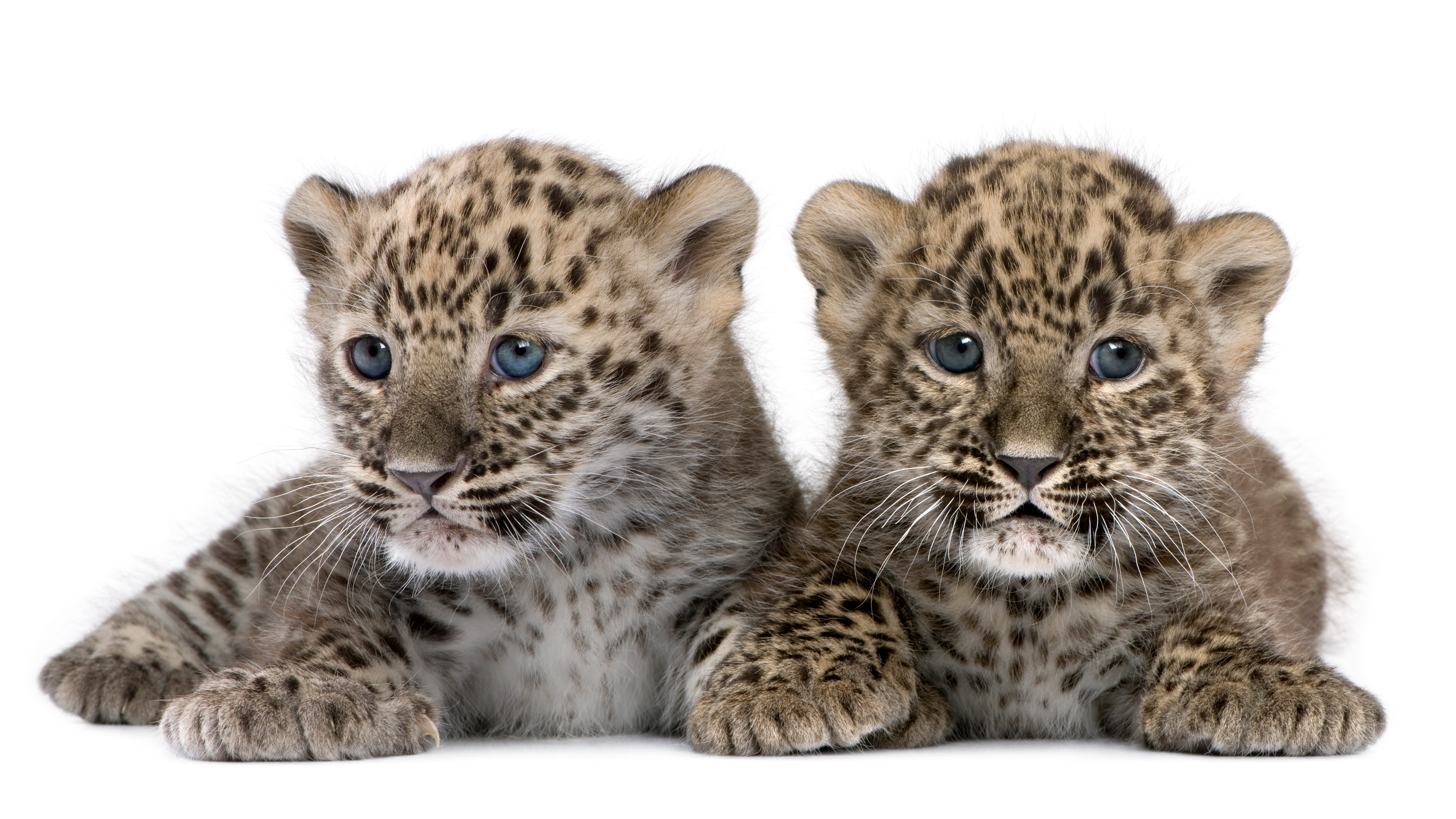 San Diego Zoo welcomes twin leopard cubs