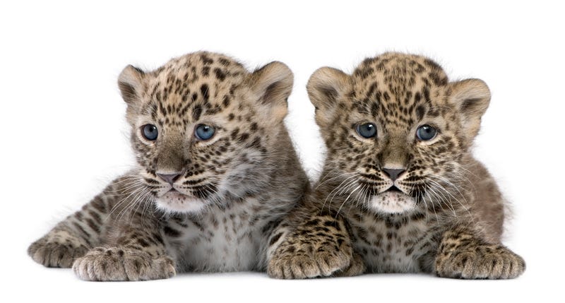 San Diego Zoo welcomes two twin leopard cubs
