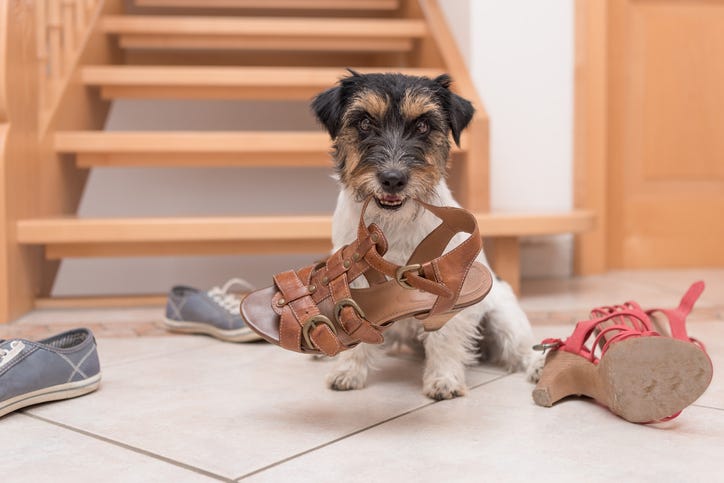 Dog Tearing Up Shoes