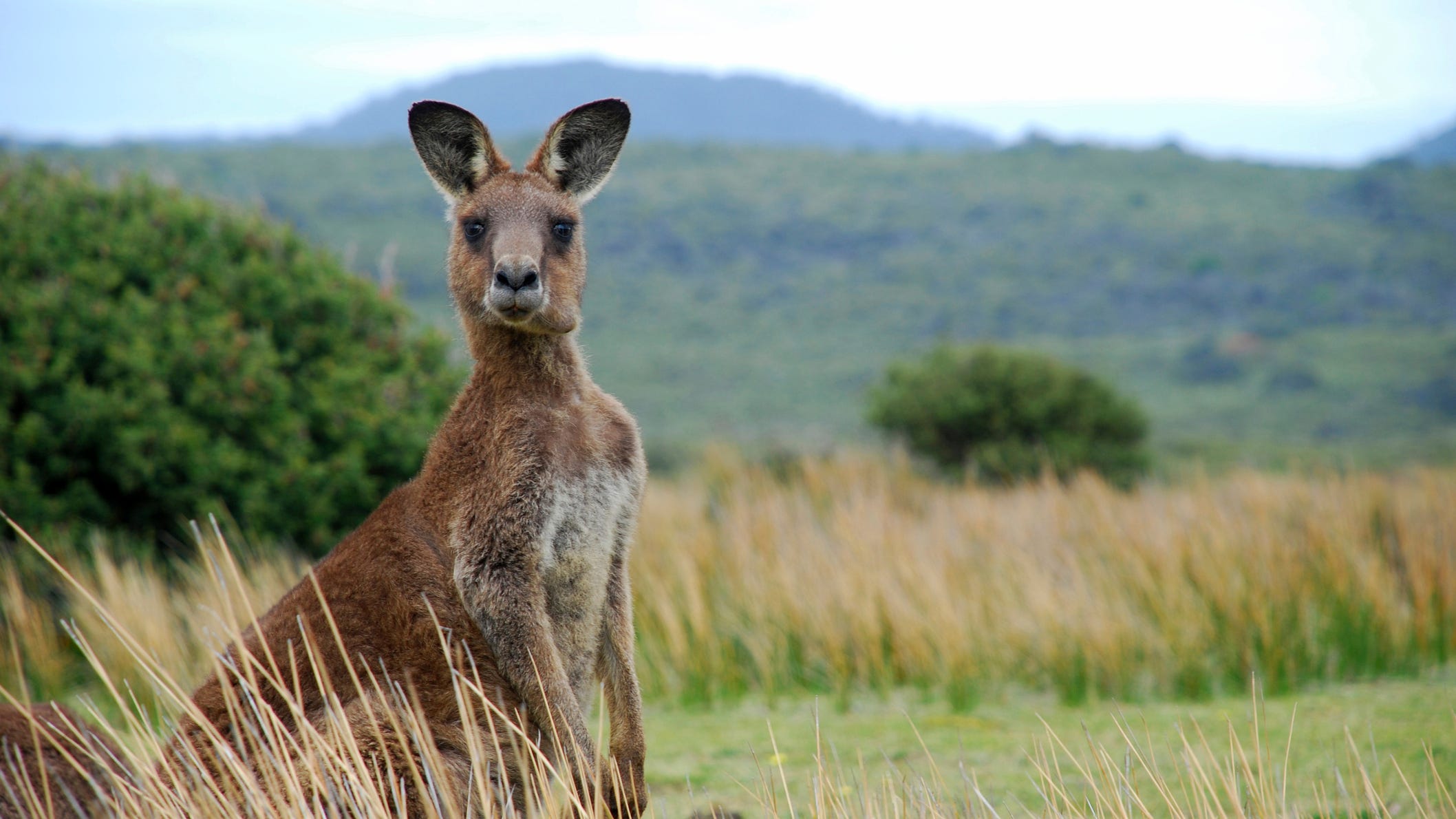 Pet kangaroo kills its owner