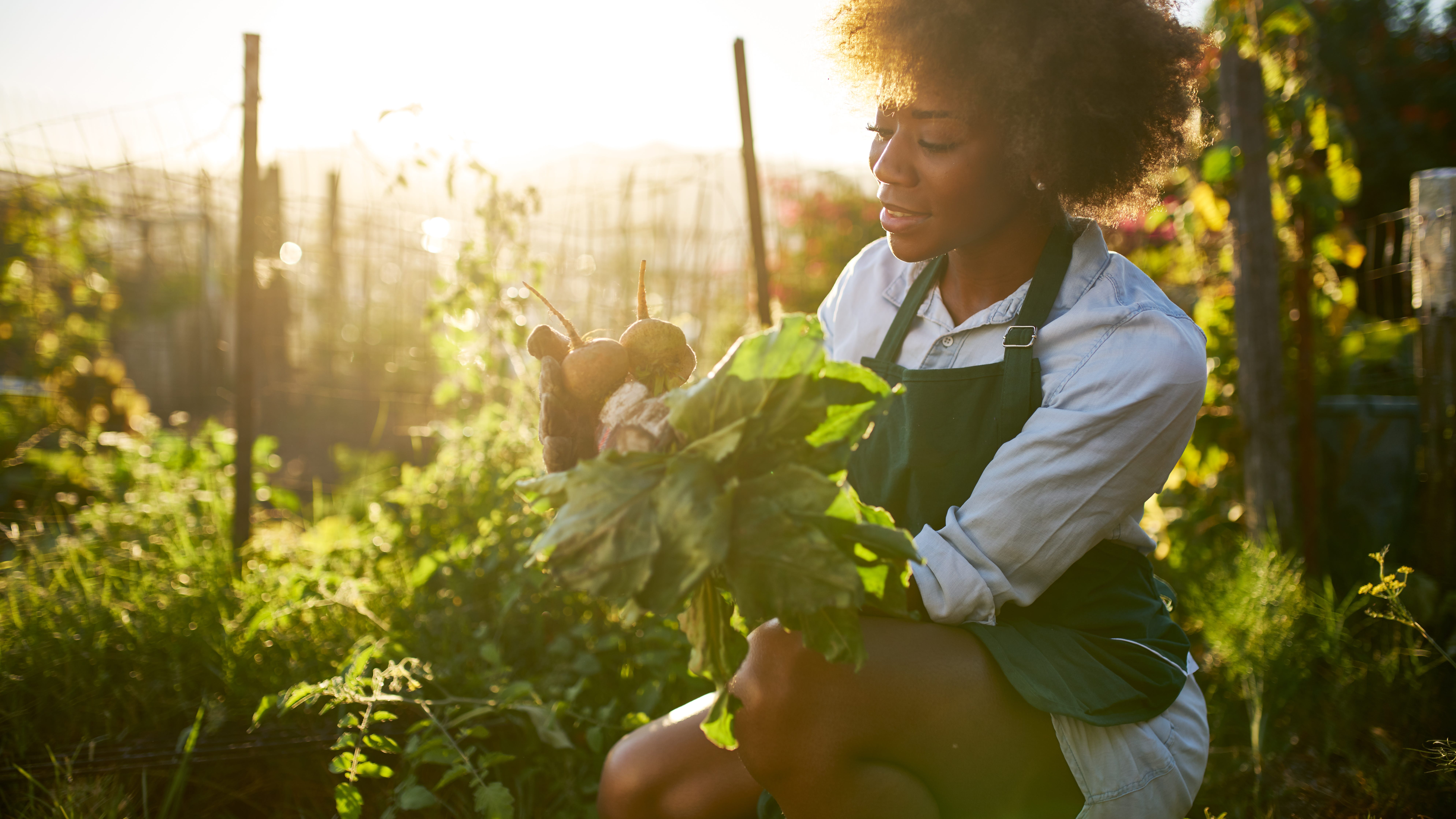Chicago City Council committee approves funds to expand urban farming site on West Side