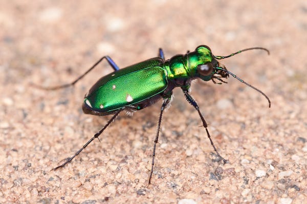 Six-Spotted Tiger Beetle