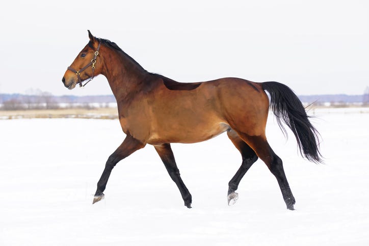 Horse on ice