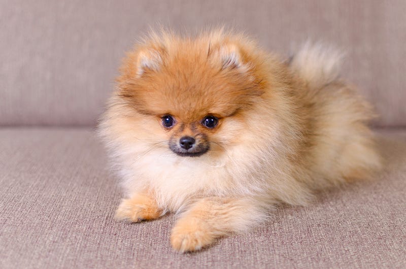 A Texas woman has been convicted of stealing $2,000 from a San Jose Couple who thought they were buying a puppy.