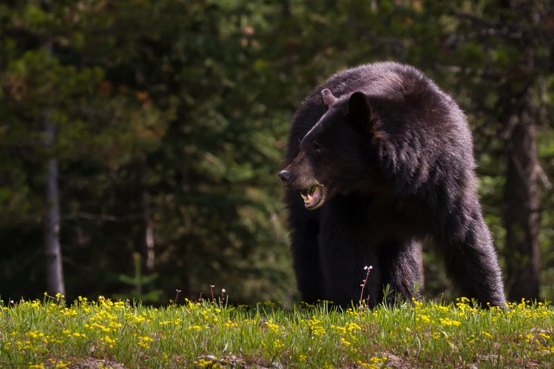 bear in yard