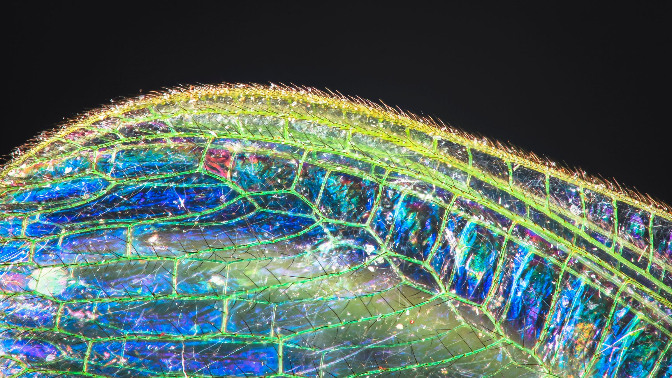 Jurassic-era bug spotted at US Walmart