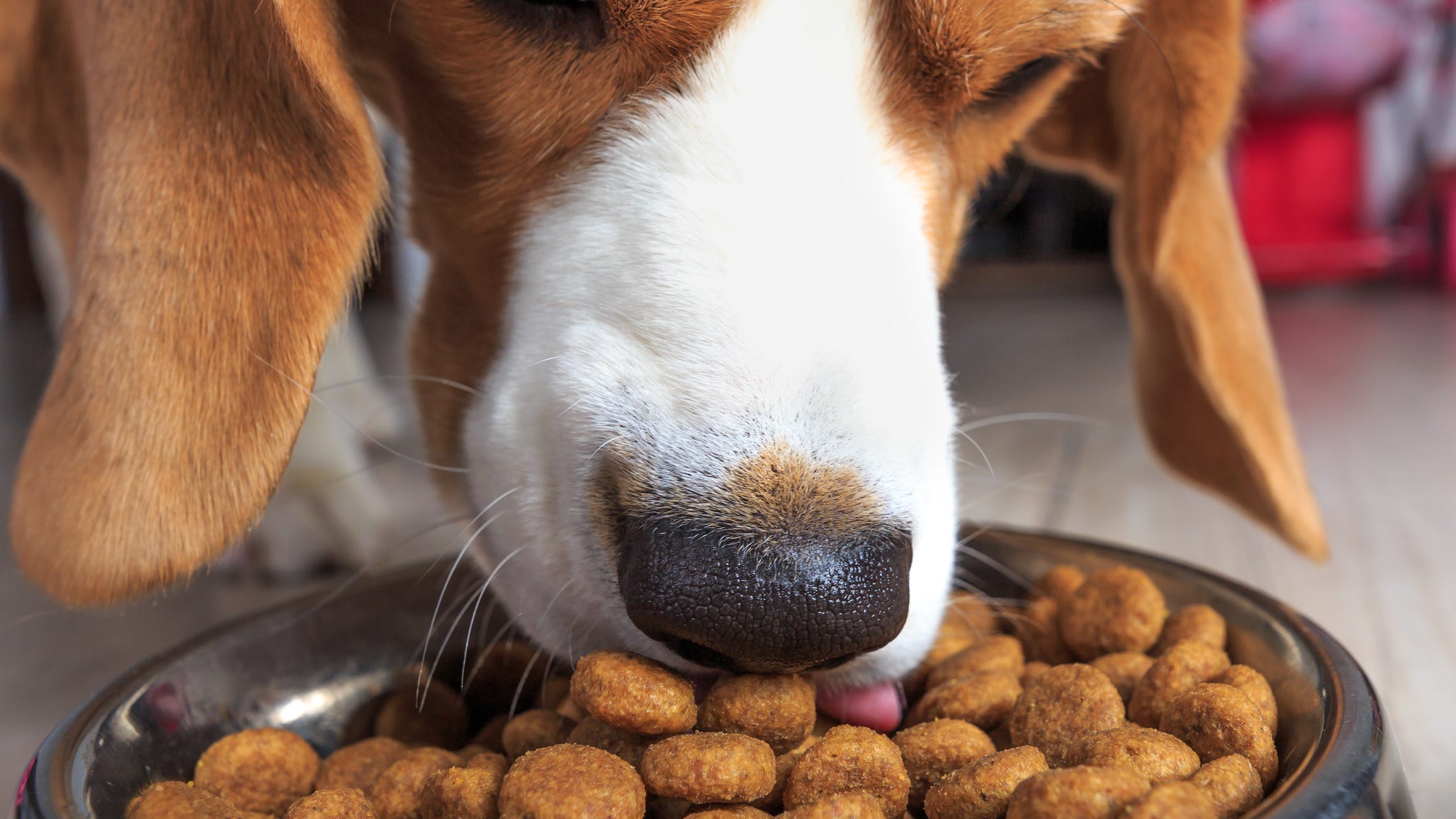 First-of-its-kind vegan dog line launches at Petco