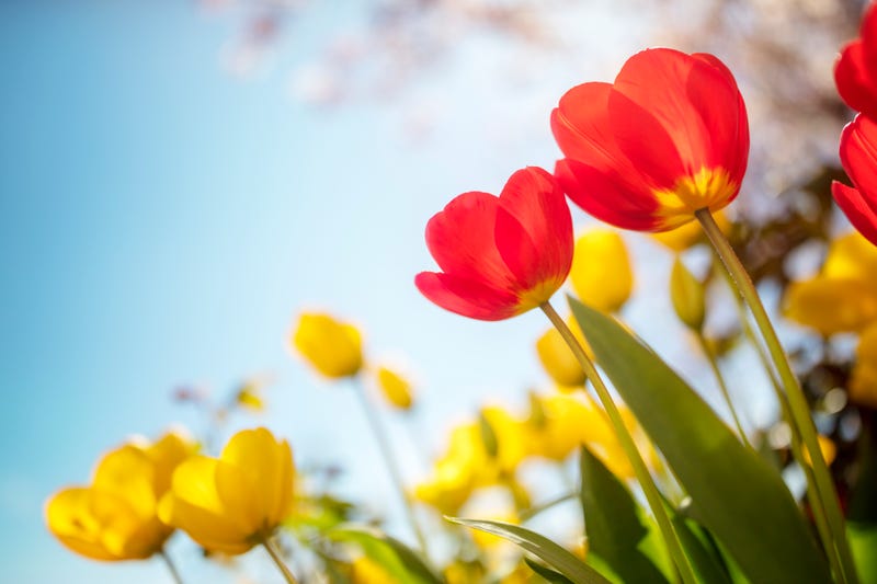 blooming tulips
