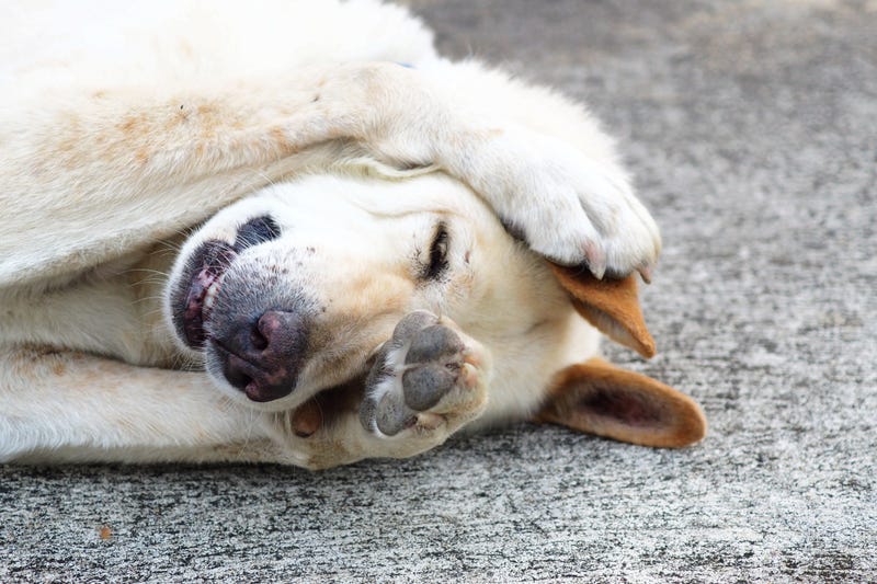 Dog covering its eyes.