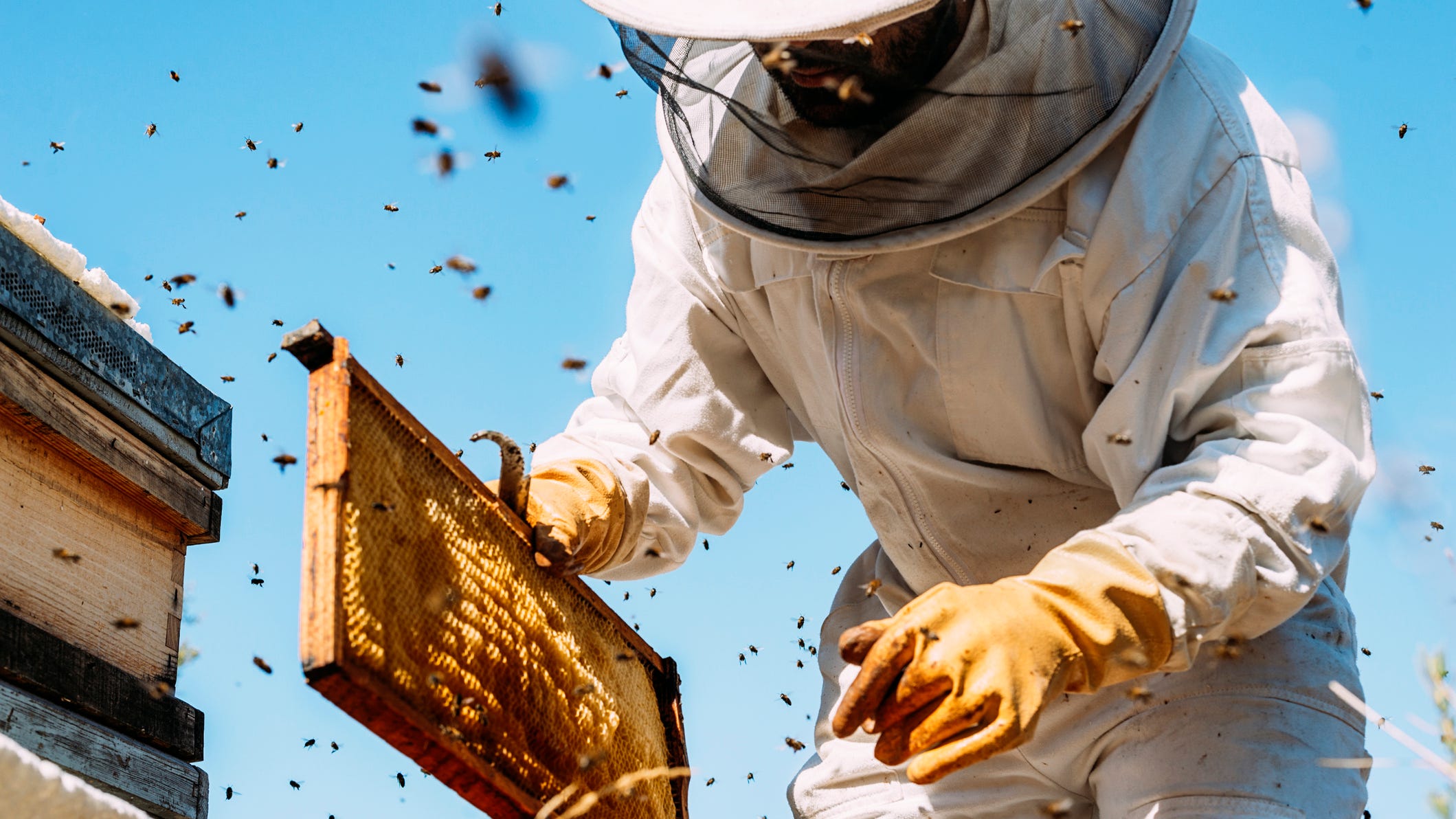 Thieves make off with thousands of beehives meant to pollinate California's almond crop
