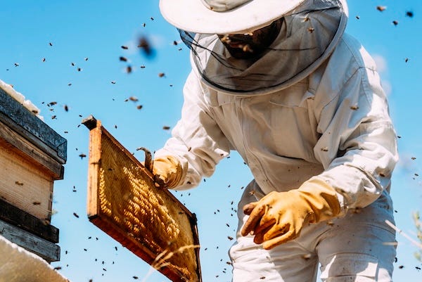 Beekeeper collecting honey