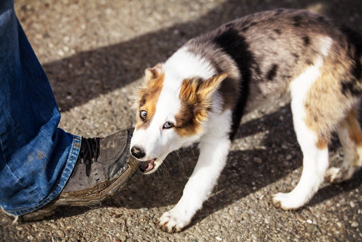 A Dog Eating A Shoe