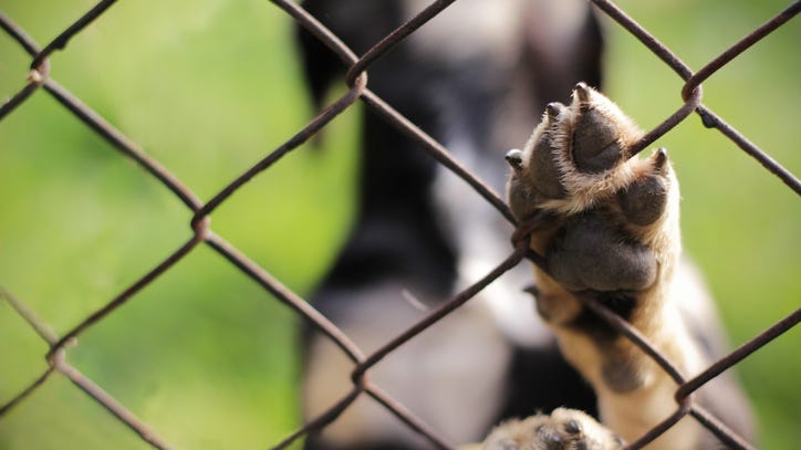 Dog seized following attack on teen girl euthanized