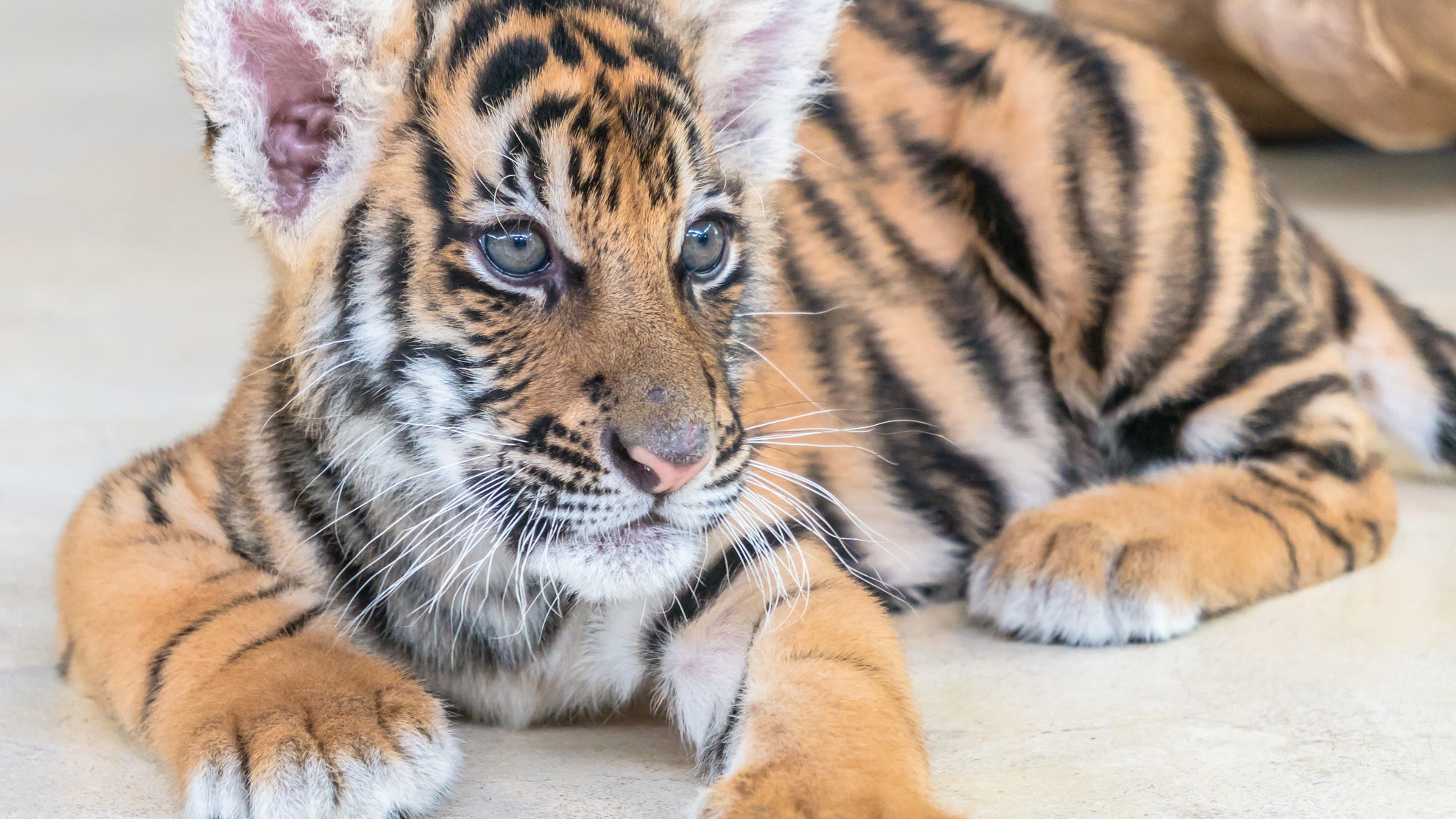 Man tries to sell tiger online, gets arrested