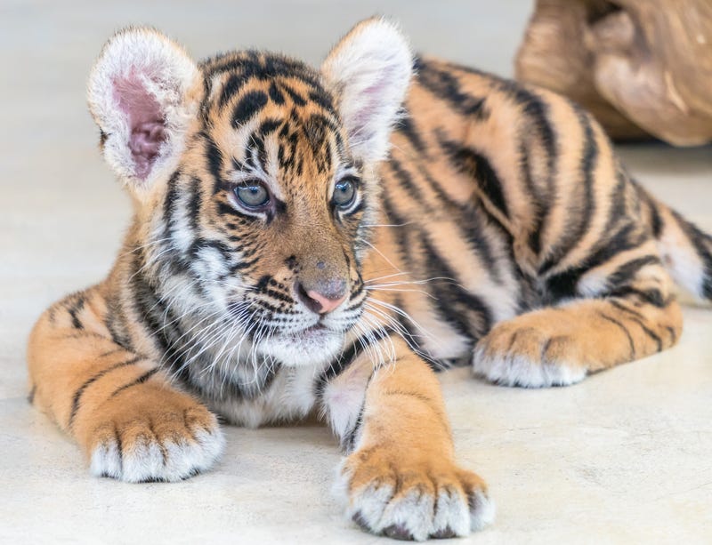 Tiger cub. 