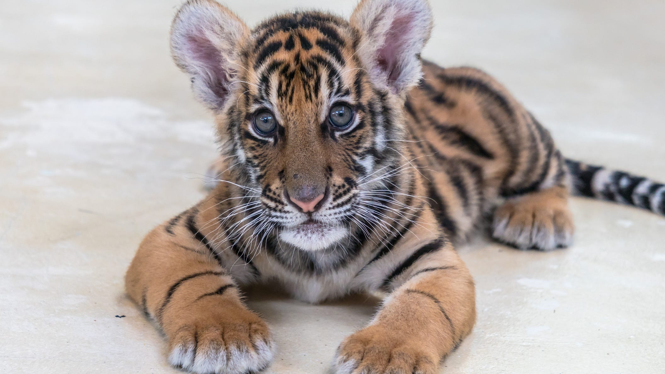 US Marshals, police find tiger cub when serving warrants at Dallas home