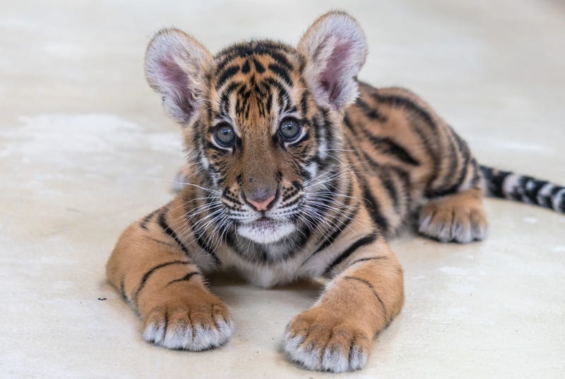 tiger cub