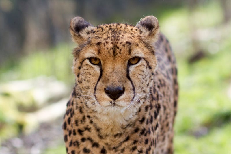 Sacramento Zoo welcomes Cheetahs 