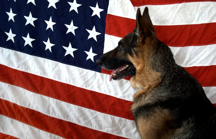 German Shepherd on Flag Backdrop