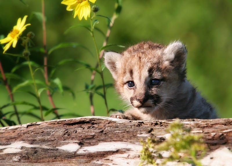 Mountain lion cubs
