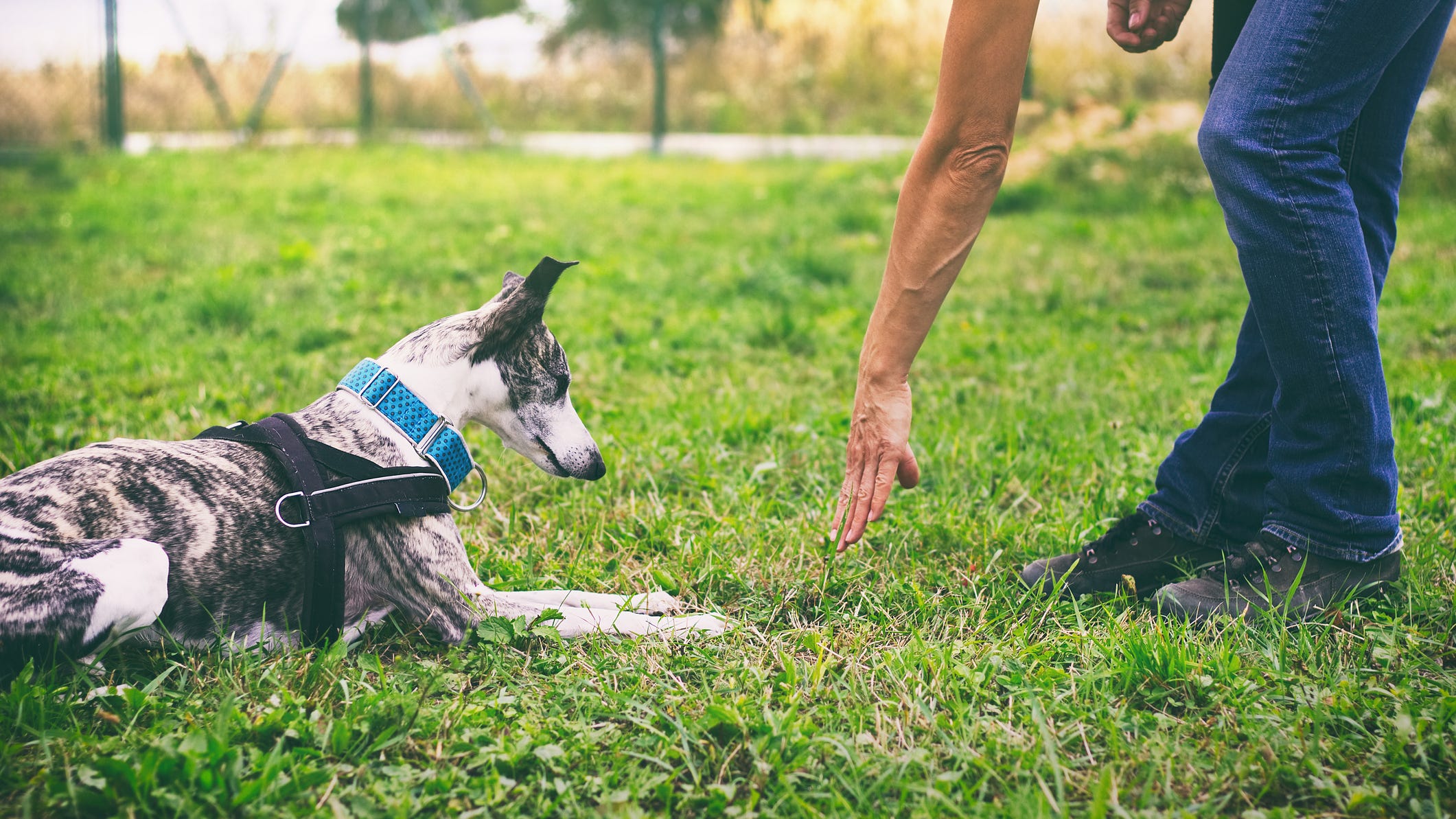 L.A. County to bring dog-training program to juvenile halls