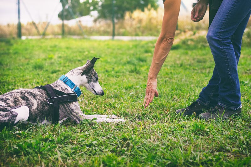 LA County to Bring Dog-Training Program to Juvenile Halls