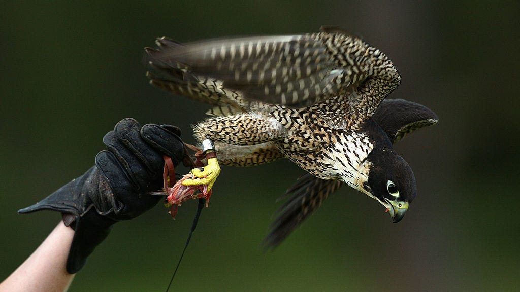 UC Berkeley celebrates return of beloved peregrine falcon from hospital
