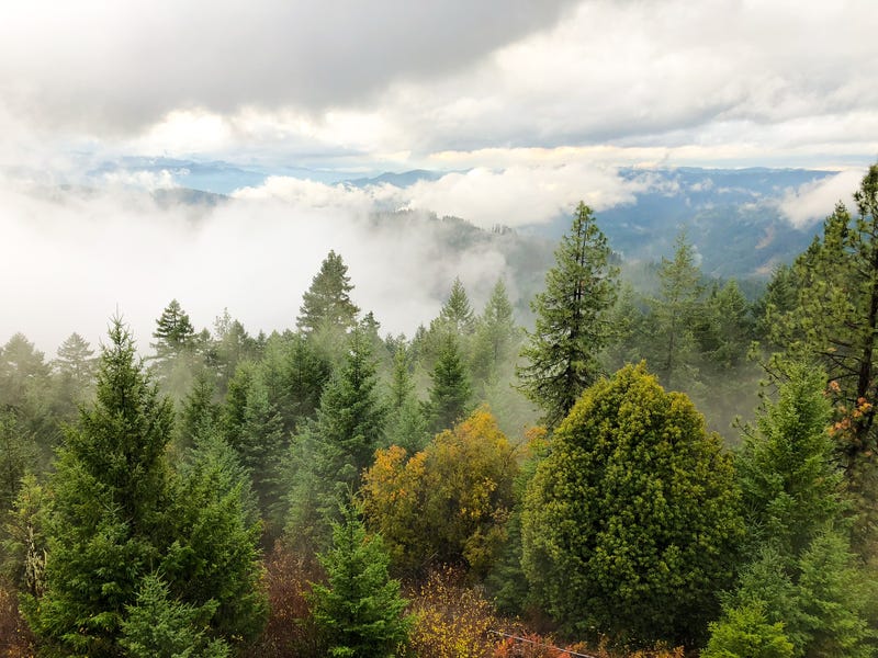 Trees and low lying clouds over the Umpqua National Forest in Oregon.