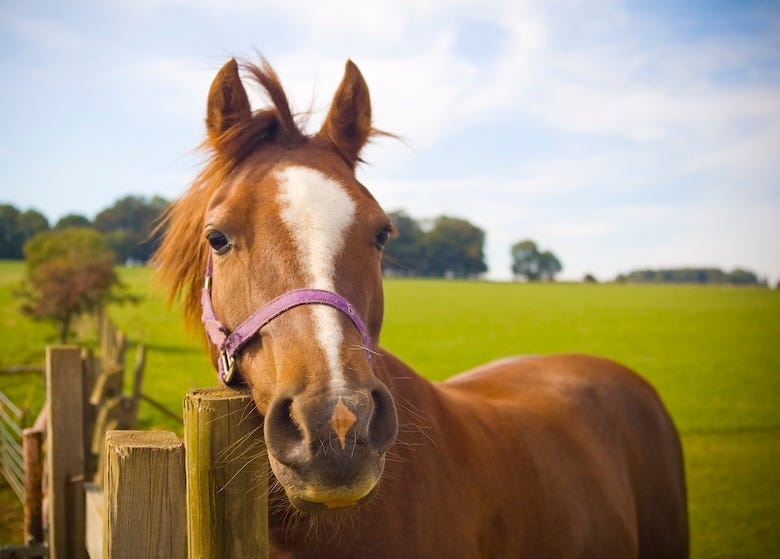 Horse resting its head on a wooden post
