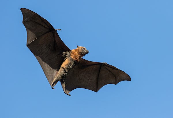 Grey-headed Flying Fox in flight